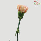 Carnation Samai (8-10 Stems) - Pudu Ria Florist Southern