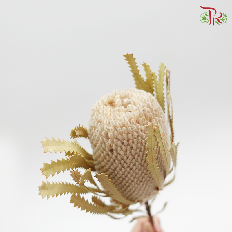 Preservative Banksia / Per Stem - Pudu Ria Florist Southern