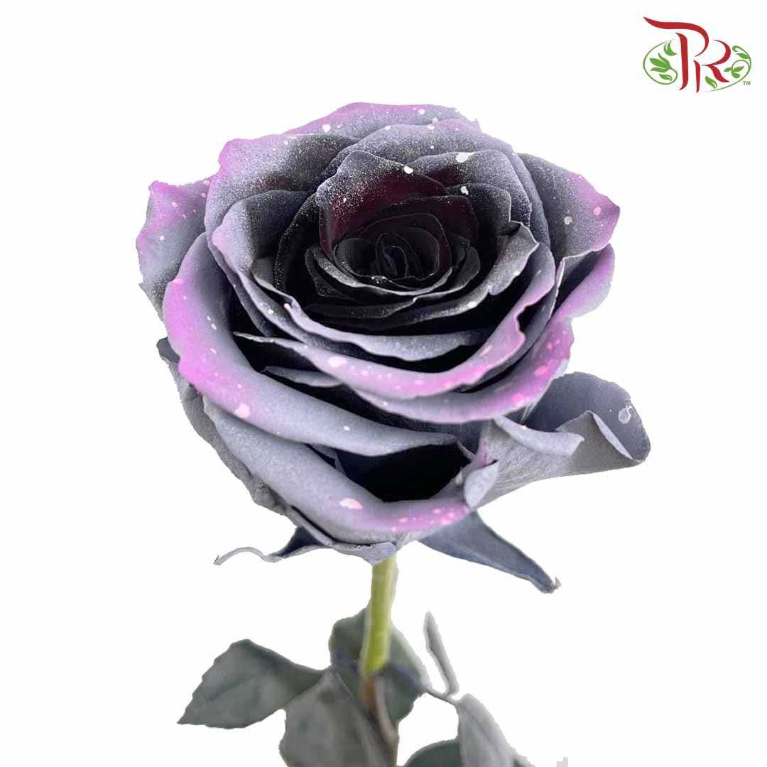 Rose Sparkle Moon (8-10 Stems) - Pudu Ria Florist Southern