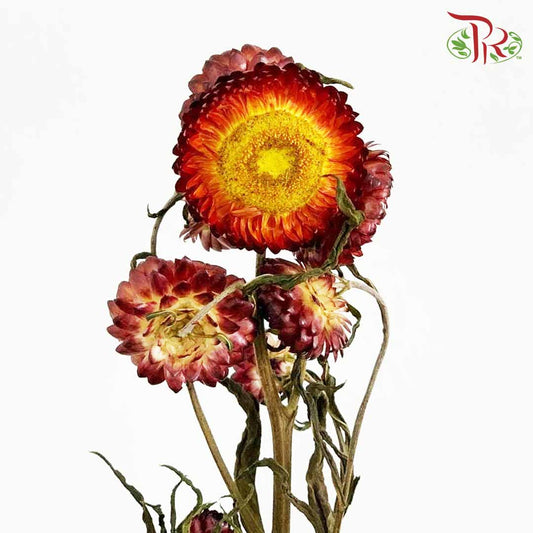 Dry Helichrysum Natural & Bleached - Maroon / Per Bundle - Pudu Ria Florist Southern
