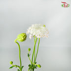 Trachymene Coerulea Pink - Pudu Ria Florist Southern