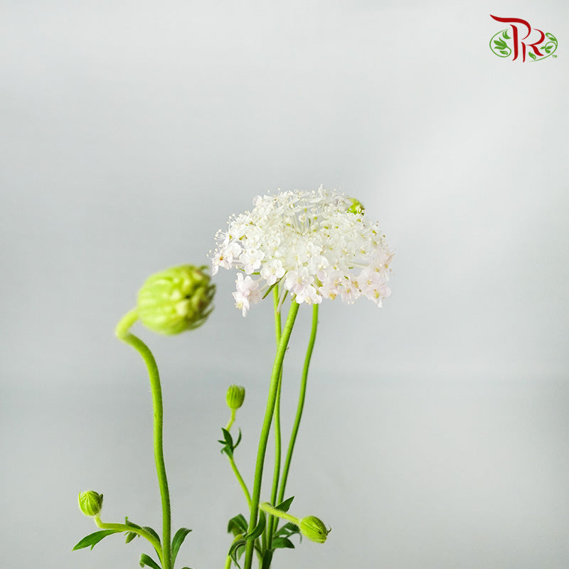 Trachymene Coerulea Pink - Pudu Ria Florist Southern