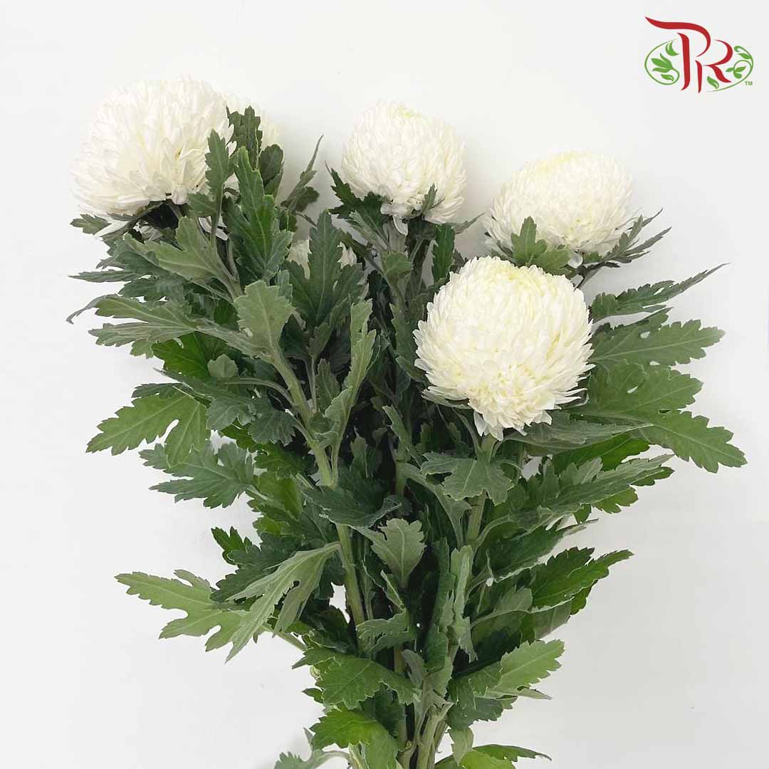 Taiwan Mum Chrysanthemum White (6 Stems) - Pudu Ria Florist Southern