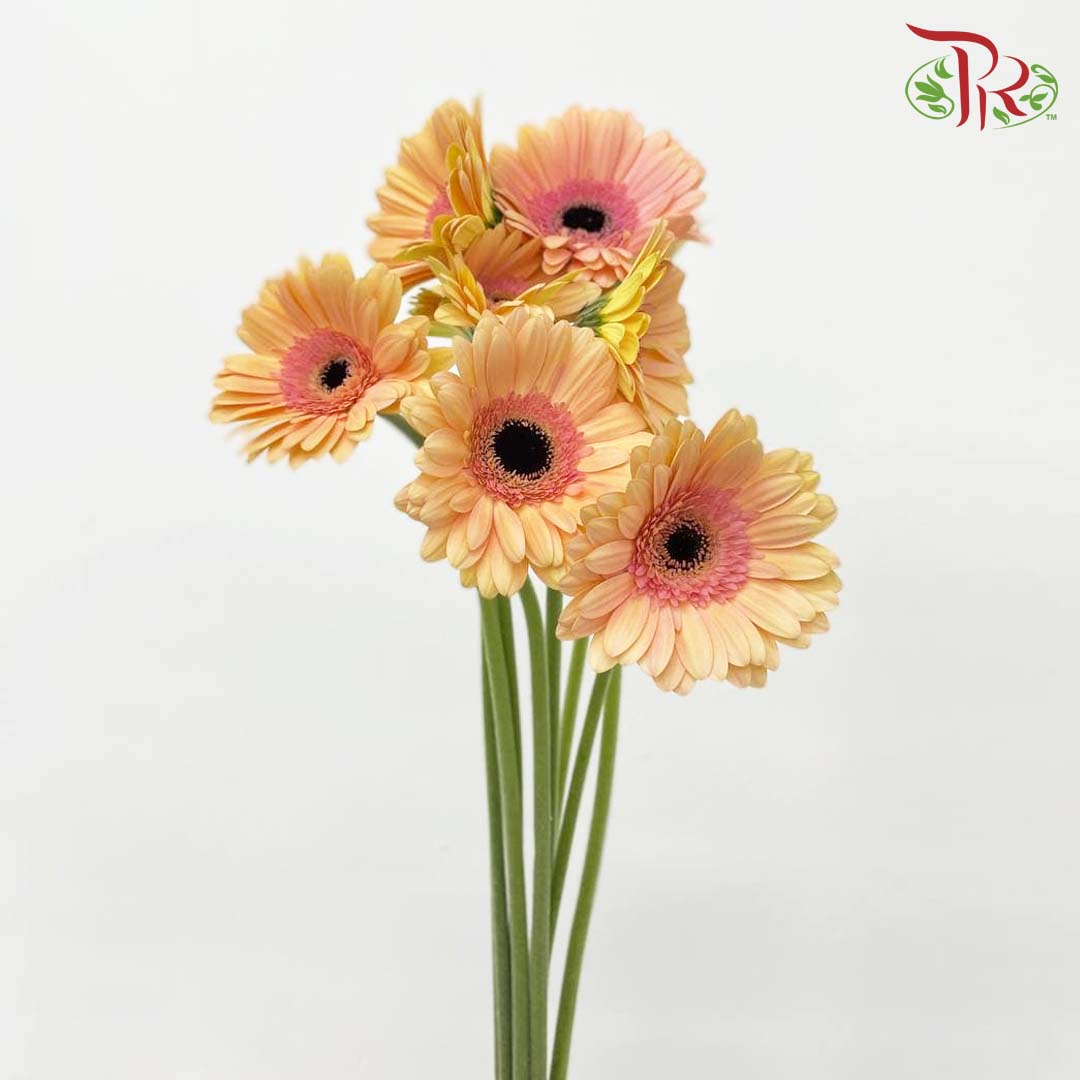 Gerbera Champagne (8-10 Stems) - Pudu Ria Florist Southern