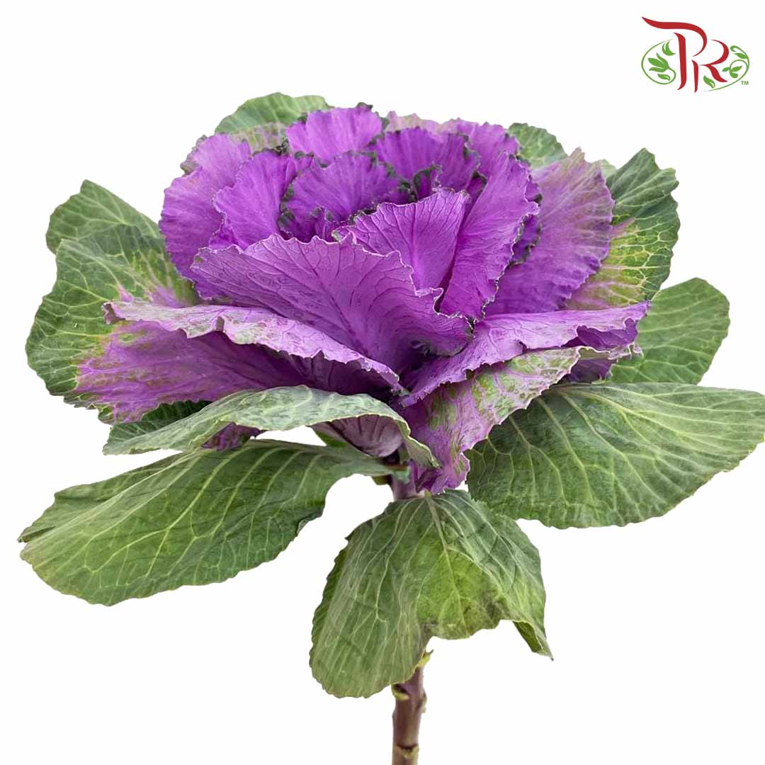 Brassica Purple (Per Stem) - Pudu Ria Florist Southern