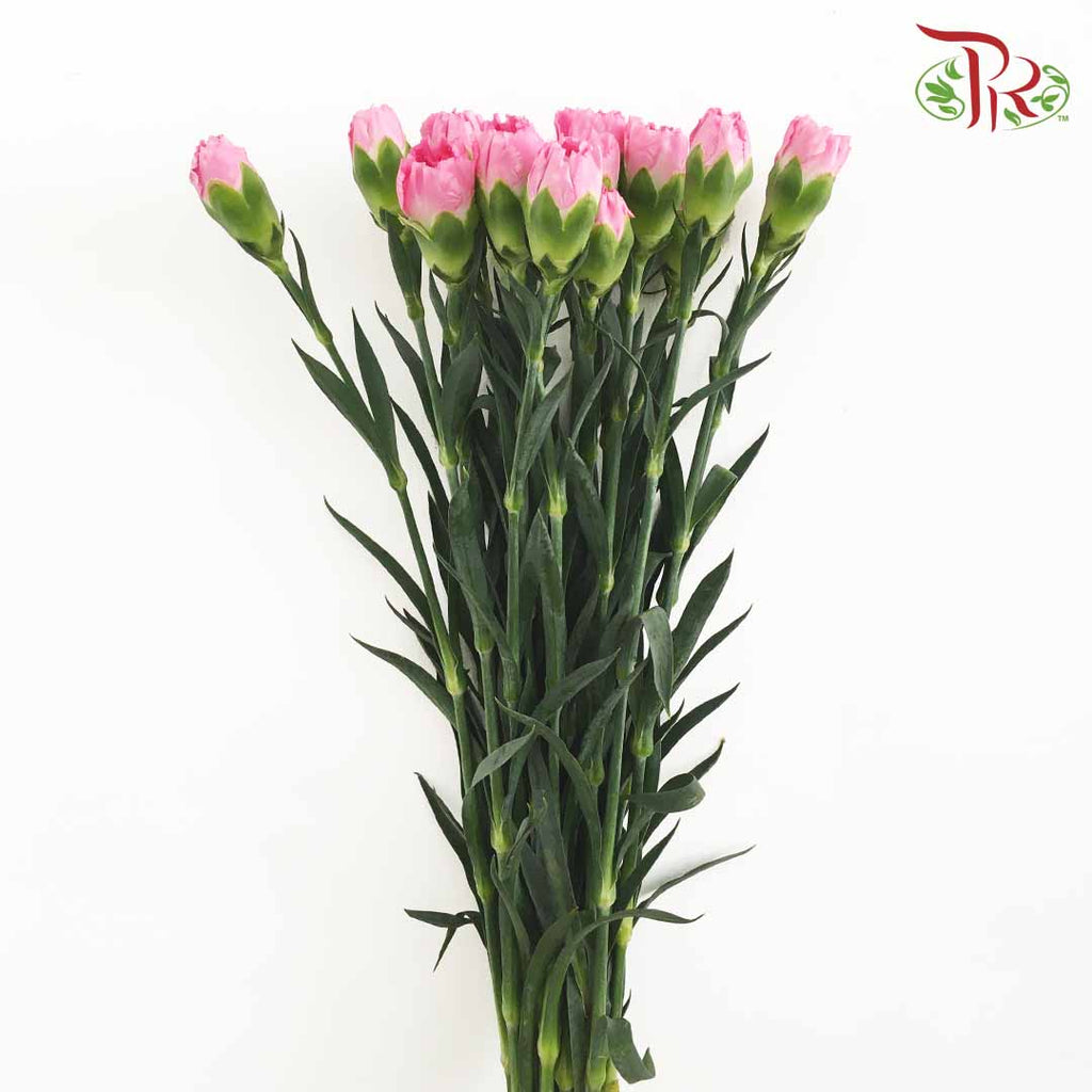 Carnation Pink (18-20 Stems) - Pudu Ria Florist Southern