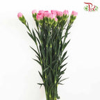 Carnation Pink (18-20 Stems) - Pudu Ria Florist Southern