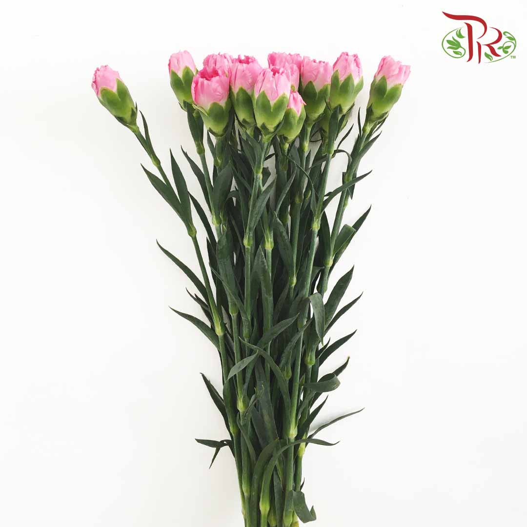 Carnation Pink (18-20 Stems) - Pudu Ria Florist Southern