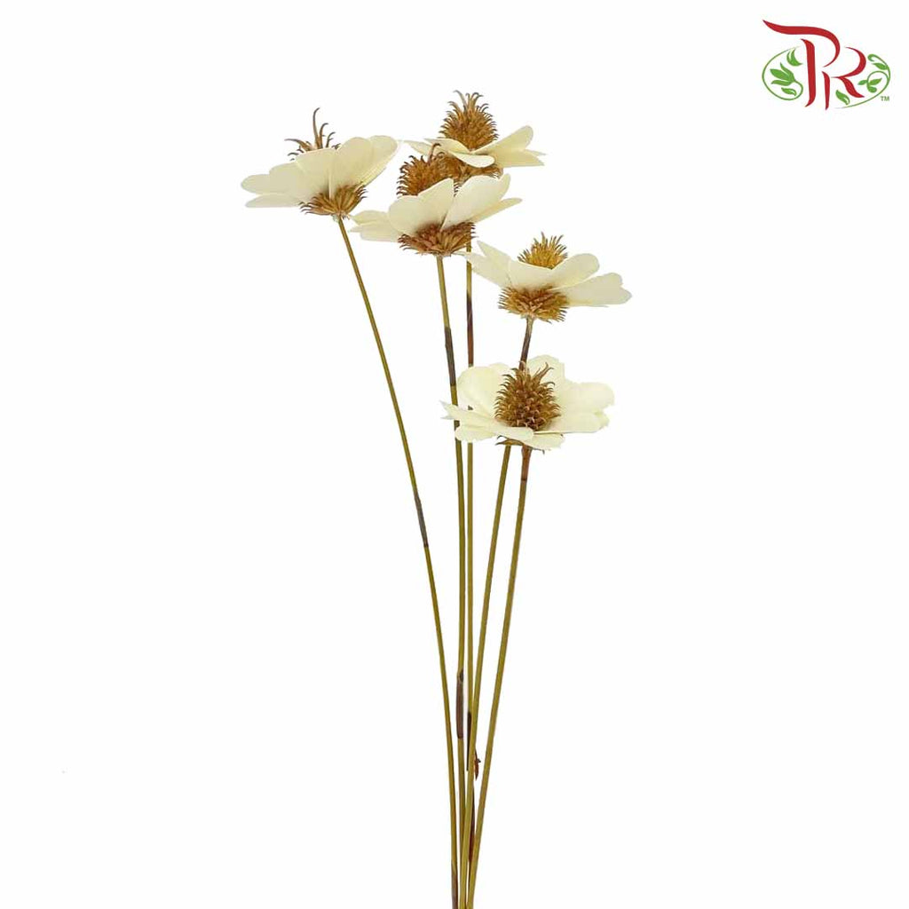 Dry Stella Luna - Creamy White - Pudu Ria Florist Southern