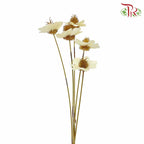 Dry Stella Luna - Creamy White - Pudu Ria Florist Southern
