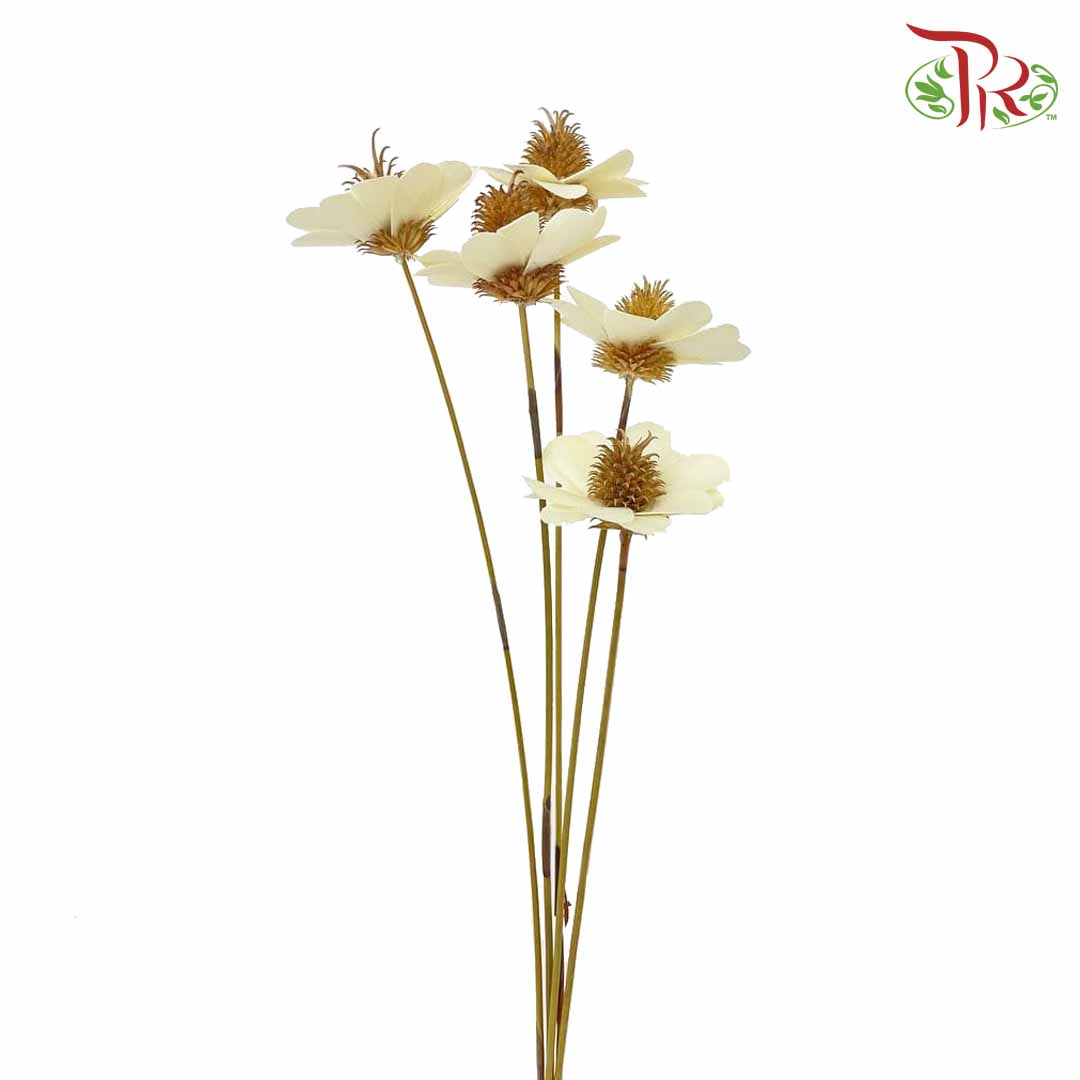 Dry Stella Luna - Creamy White - Pudu Ria Florist Southern