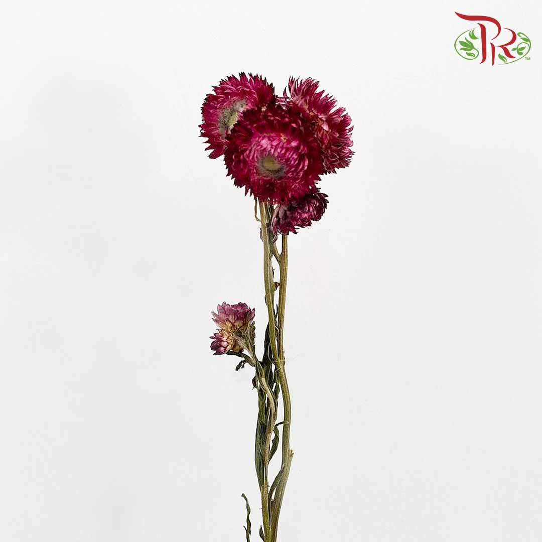 Dry Helichrysum Natural & Bleached - Purple / Per Bundle - Pudu Ria Florist Southern