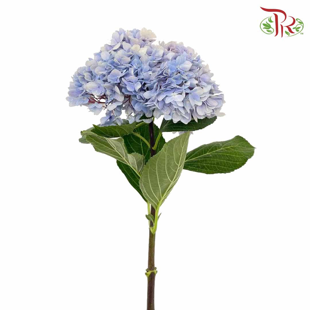 Hydrangea Light Blue / Per Stem - Pudu Ria Florist Southern