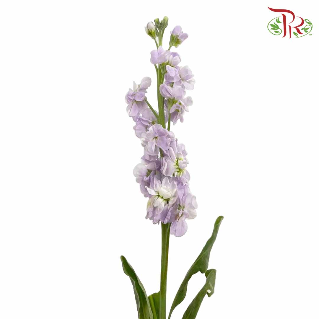 Matthiola Light Purple (Per Bundle) - Pudu Ria Florist Southern