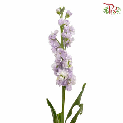 Matthiola Light Purple (Per Bundle) - Pudu Ria Florist Southern