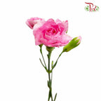 Carnation Spray Pink (18-20 Stems) - Pudu Ria Florist Southern