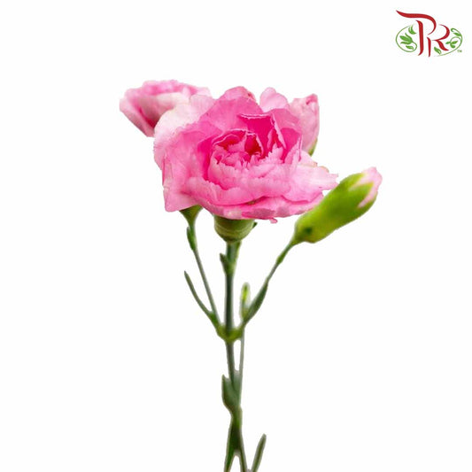 Carnation Spray Pink (18-20 Stems) - Pudu Ria Florist Southern