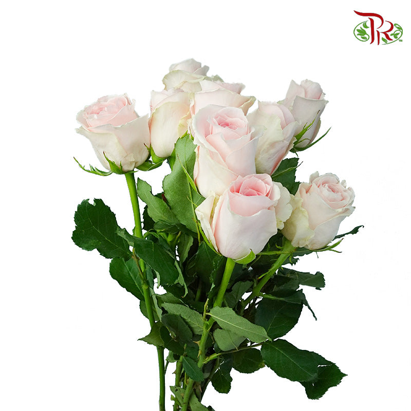 Rose Revival (8-10 Stems) - Pudu Ria Florist Southern