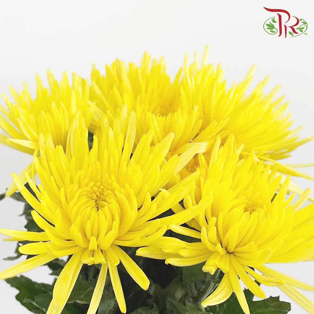 Net Mum Chrysanthemum Yellow (10-12 Stems) - Pudu Ria Florist Southern