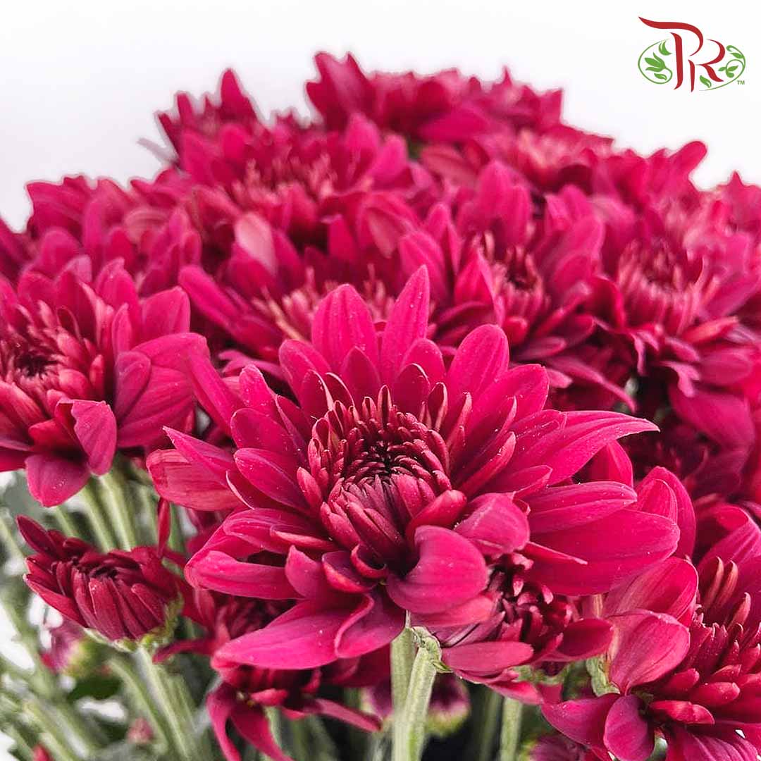 Chrysanthemum Pompom Maroon (10-12 Stems) - Pudu Ria Florist Southern