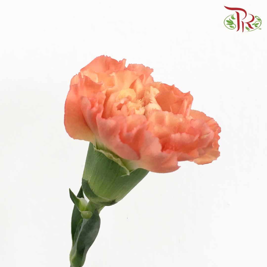 Carnation Red/Orange (18-20 Stems) - Pudu Ria Florist Southern