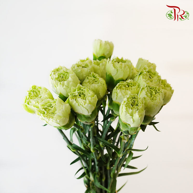 Carnation Green (18-20 Stems) - Pudu Ria Florist Southern