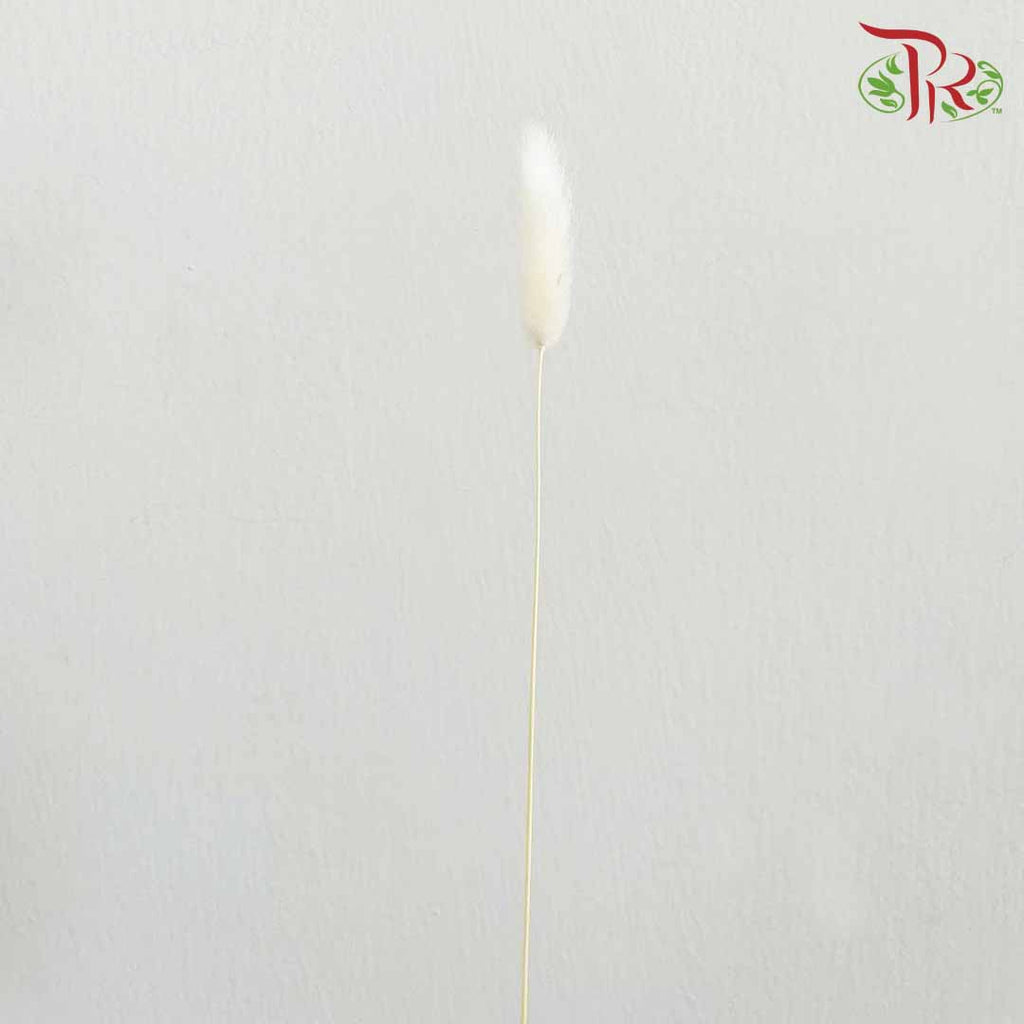 Dry Lagurus (Bunny Tails) - White - Pudu Ria Florist Southern
