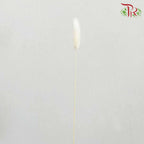 Dry Lagurus (Bunny Tails) - White - Pudu Ria Florist Southern