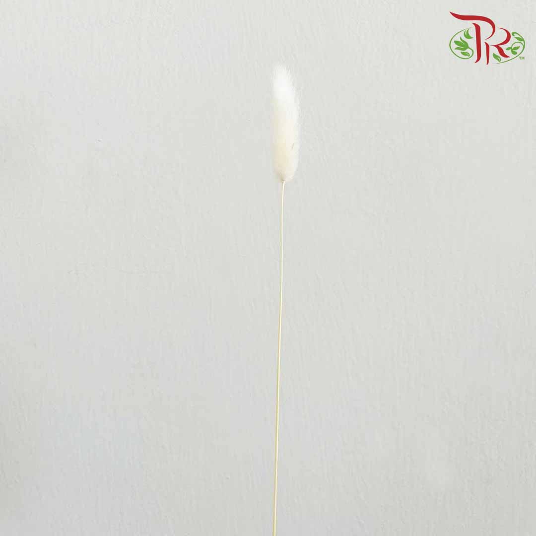 Dry Lagurus (Bunny Tails) - White - Pudu Ria Florist Southern