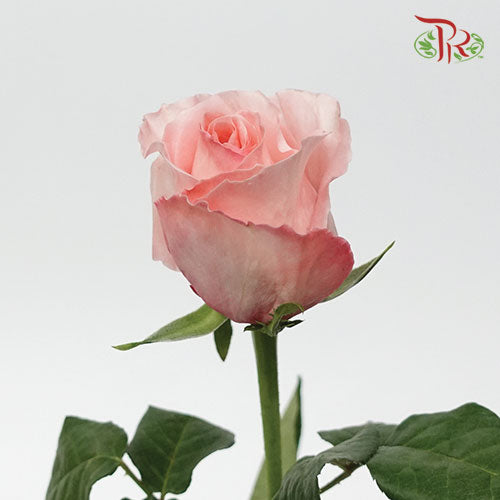 Rose Expression (8-10 Stems) - Pudu Ria Florist Southern