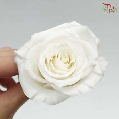 Preservative Full Bloom Rose (6 Blooms) - White - Pudu Ria Florist Southern