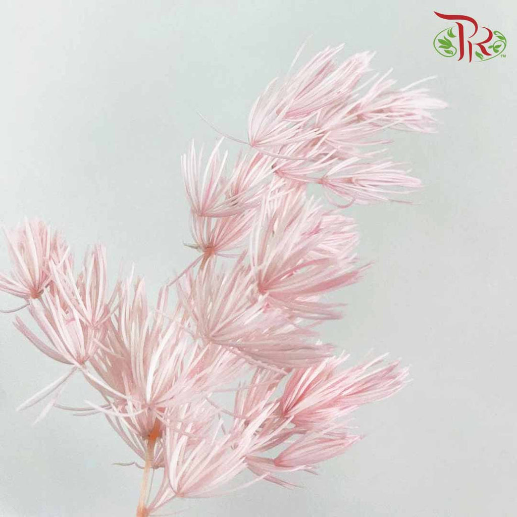 Dry Asparagus Bleached - Pink - Pudu Ria Florist Southern
