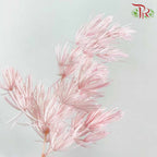 Dry Asparagus Bleached - Pink - Pudu Ria Florist Southern