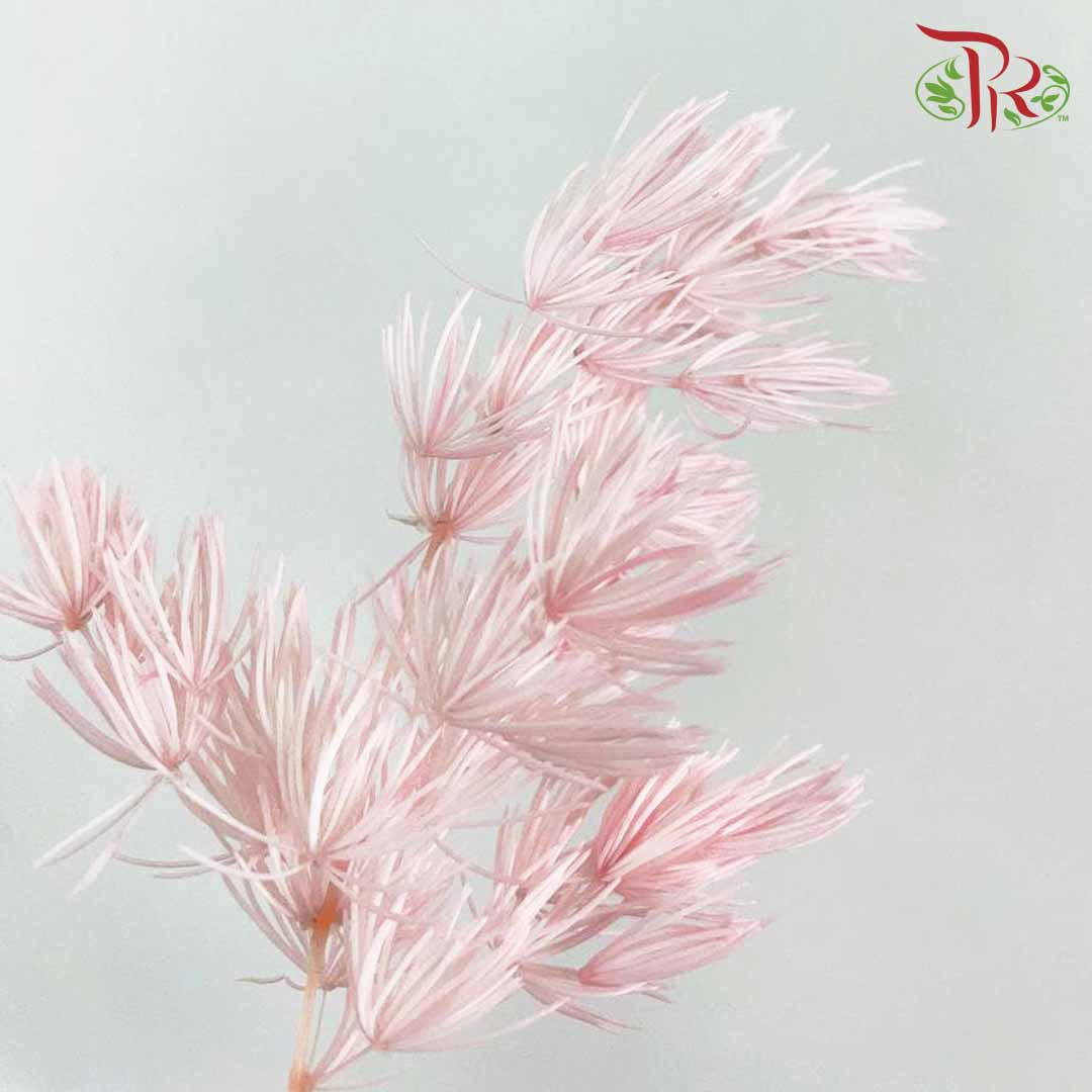 Dry Asparagus Bleached - Pink - Pudu Ria Florist Southern