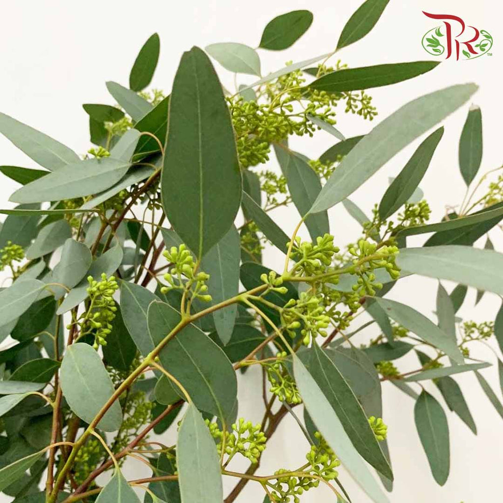 Eucalyptus Silver Dollar With Berry (Per Bundle) - Pudu Ria Florist Southern