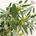 Eucalyptus Silver Dollar With Berry (Per Bundle) - Pudu Ria Florist Southern