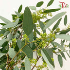Eucalyptus Silver Dollar With Berry (Per Bundle) - Pudu Ria Florist Southern