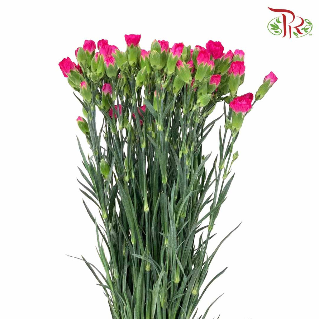 Carnation Spray Cherry Pink (18-20 Stems) - Pudu Ria Florist Southern